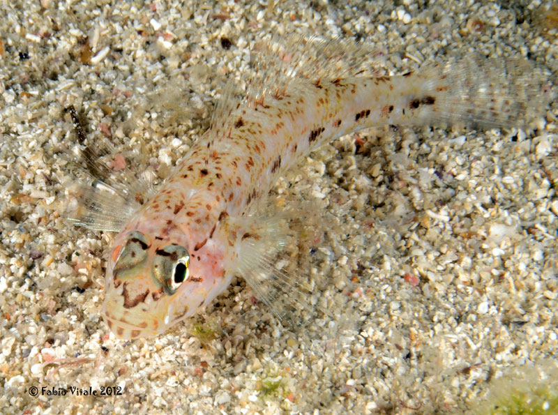 Gobius cf. geniporus